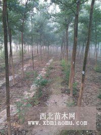 山东广通苗木国槐基地急售速生国槐4公分