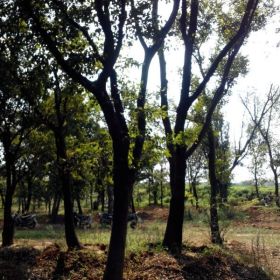 樸樹價格,大型樸樹苗木基地,農(nóng)戶直銷中