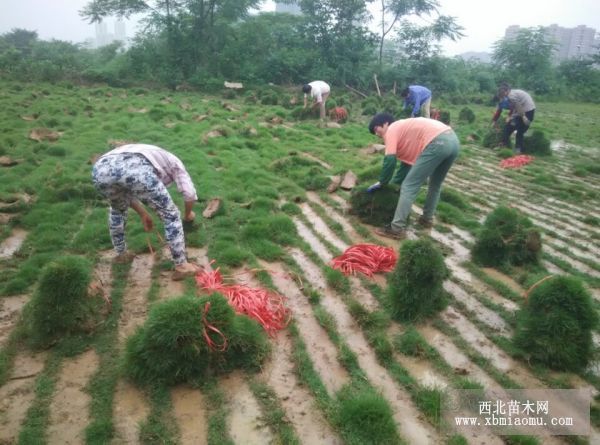 武汉草坪基地