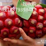 布福娜長壽果 發(fā)芽率高 品種純正 成活率高產(chǎn)地優(yōu)選