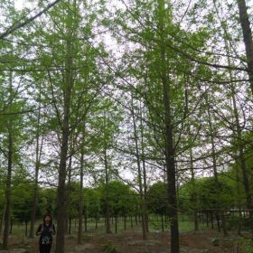 西南银杏基地，四川银杏