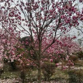 红花玉兰，红花玉兰基地，熟货