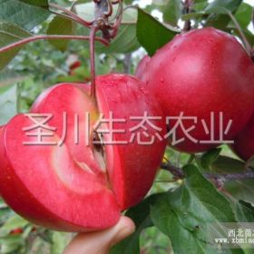 濱州紅肉蘋(píng)果價(jià)格_紅色之愛(ài)蘋(píng)果樹(shù)苗_紅色之愛(ài)蘋(píng)果價(jià)格