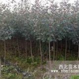 貴州高桿紅葉石楠價(jià)格撫順紅葉石楠球價(jià)格