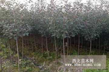 贵州高杆红叶石楠价格抚顺红叶石楠球价格