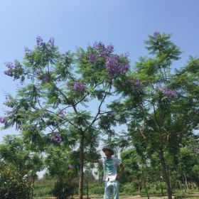 蓝花楹，四川蓝花楹基地