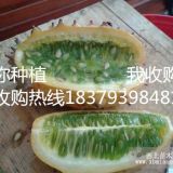 大個(gè)好吃好看的火參果