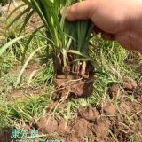 北京嶗峪苔草（苔草）、北京丹麥草、委陵草、野牛草等地被