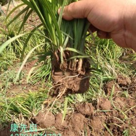 北京嶗峪苔草（苔草）、北京丹麥草、委陵草、野牛草等地被