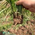 北京嶗峪苔草（苔草）、北京丹麥草、委陵草、野牛草等地被