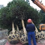 12公分桂花树价格 四川12公分桂花树价格 高分枝精品桂花价