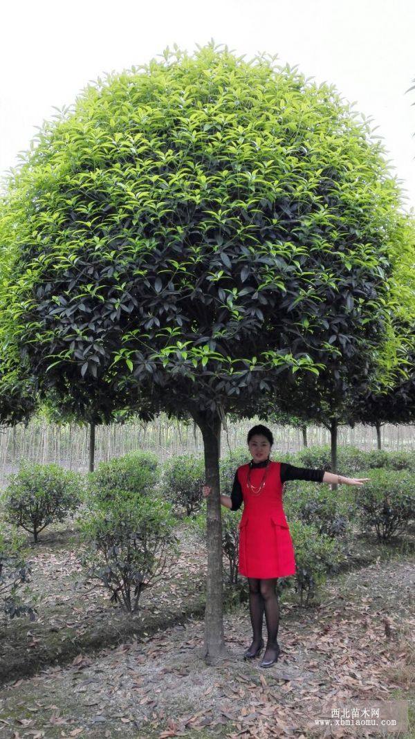 高干桂花