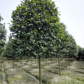 独干茶花、造型茶花