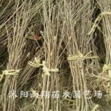 供应80/120公分紫玉兰小苗价格沭阳紫玉兰小苗价格