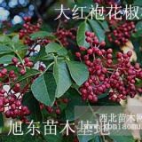 花椒苗 大红袍花椒苗价格，山西花椒苗批发电话