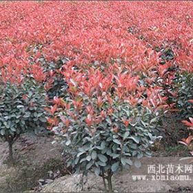 紅葉石楠市場信息|南京紅葉石楠專場