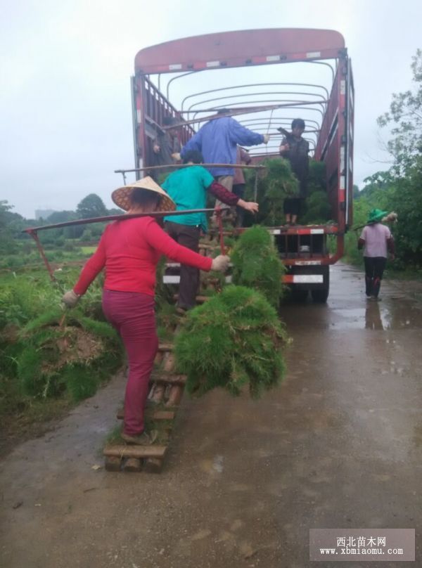 馬尼拉草坪基地