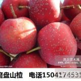 遼寧磨盤山楂樹苗價格熊岳大金星山楂樹苗生產(chǎn)批發(fā)價格銷售