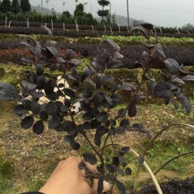 福建紅花繼木價格