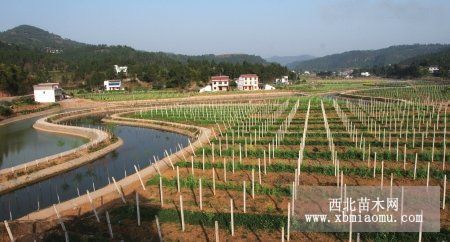 四川蒼溪紅心獼猴桃苗