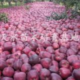 花牛蘋(píng)果有幾個(gè)品種 超首紅蘋(píng)果樹(shù)苗出售