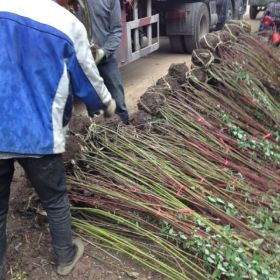 江苏红瑞木2016价格，红瑞木基地批发，优质红瑞木种植实惠