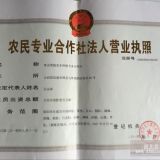 皂角苗 1米皂角苗 1-2年生皂角苗 皂角苗批發(fā)