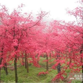 青枫基地，四川成都