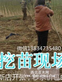 富士苹果苗价格，1米苹果苗价格，基地苹果苗价格