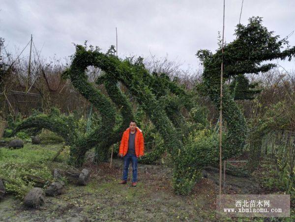 各种植物造型动物造型