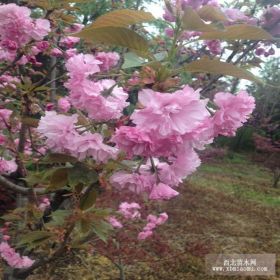 特价出售 日本樱花 樱花苗