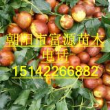 三星棗樹苗朝陽(yáng)五星平頂大棗朝陽(yáng)棗樹苗品種優(yōu)良價(jià)格合理