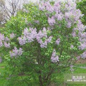 出售丁香 山東龍珠碧桃價格 瓜子黃楊種植基地