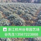 无刺构骨球