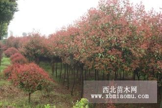 湖南紅葉石楠|10公分紅葉石楠