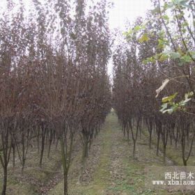 供应水杉、紫叶李、木槿、广玉兰、高杆女贞、樱花、楸树