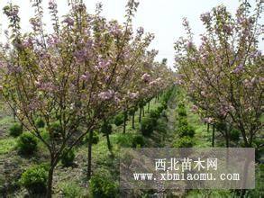 紅花紫薇、金葉女貞