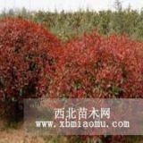 南京紅葉石楠價格|紅葉石楠價格查看