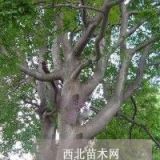 南京黄连木价格|滁州黄连木质优价廉|