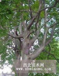 南京黃連木價格|滁州黃連木質(zhì)優(yōu)價廉|