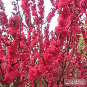 苗圃直销园林绿化苗木碧桃红花碧桃白花碧桃风景树等苗木