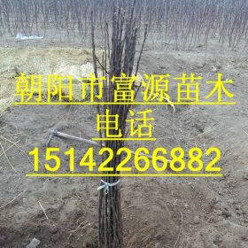 苹果树 苹果苗朝阳市富源苗木大量苹果树 苹果苗出售中