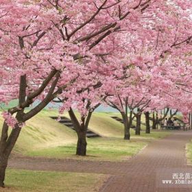 櫻花價格|南京櫻花價格|南京大量出售日本櫻花