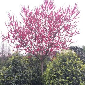 熟貨紅葉碧桃 四川碧桃基地