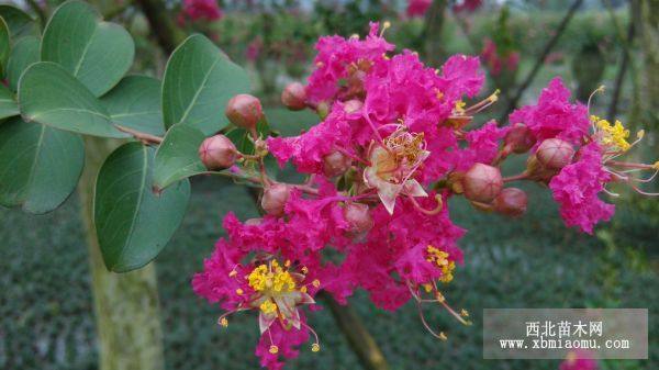 供應(yīng)紅花紫薇樹