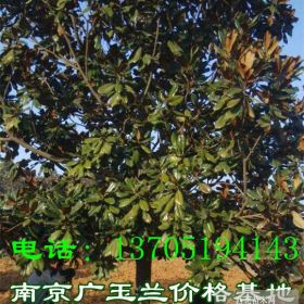 广玉兰价格|广玉兰种植地|南京宜林苗广玉兰苗圃场