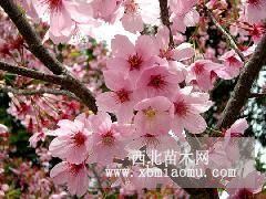 櫻花價格|南京宜林苗圃場種植大量日本櫻花