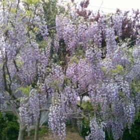 紫藤、紫薇、紫荆、紫叶李