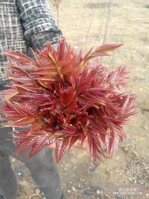 山東紅油香椿苗