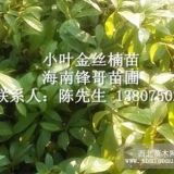 小叶金丝楠苗和大叶金丝楠苗有什么差别